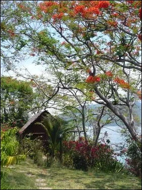 Bungalows - Dauphin Bleu Ankify